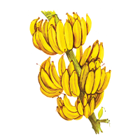 Сироп Банан 1 литр - фото - 1